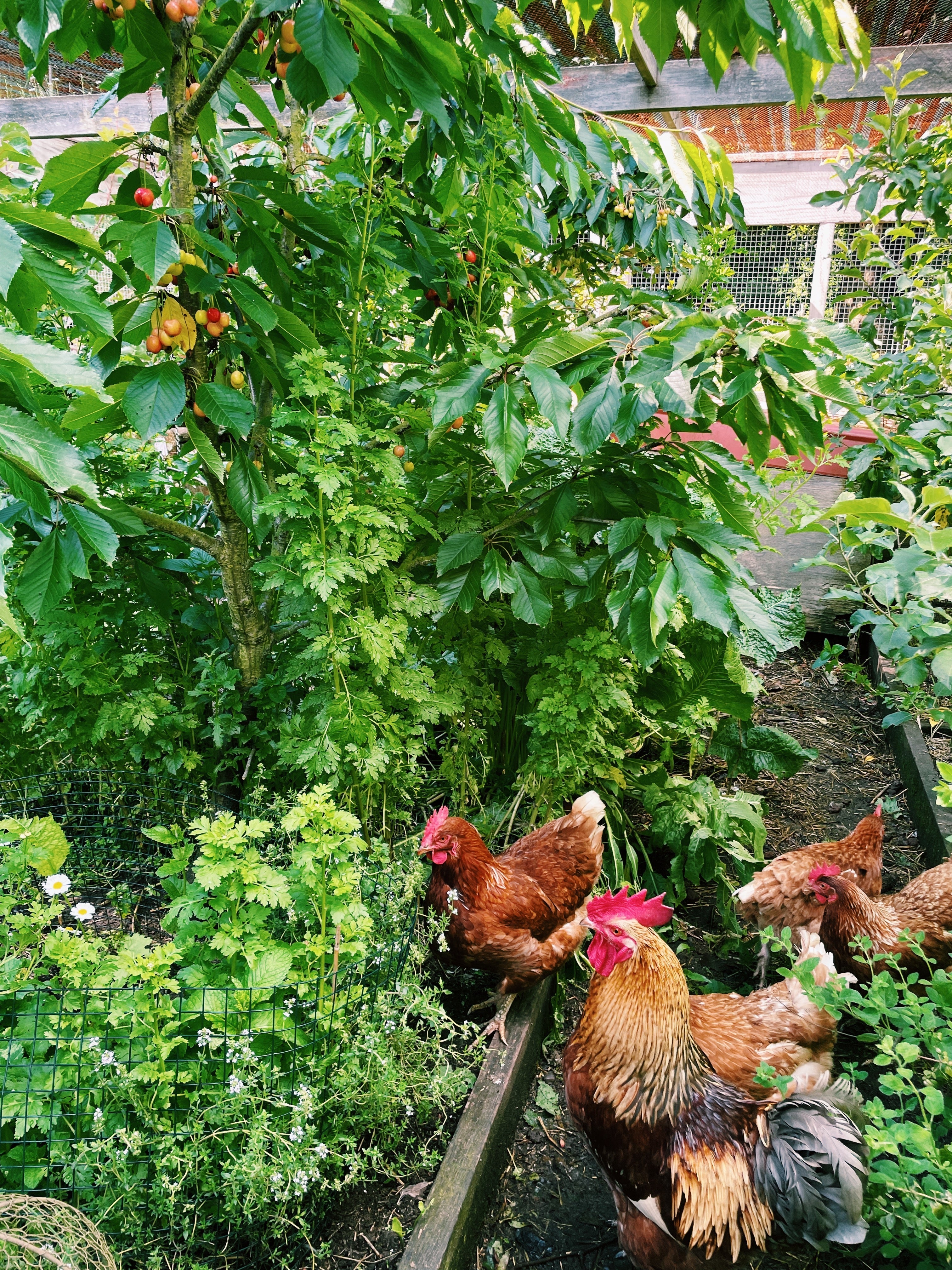 2025 Ultimate Chicken Coop Tour + New Upgrades | Pet Chickens and