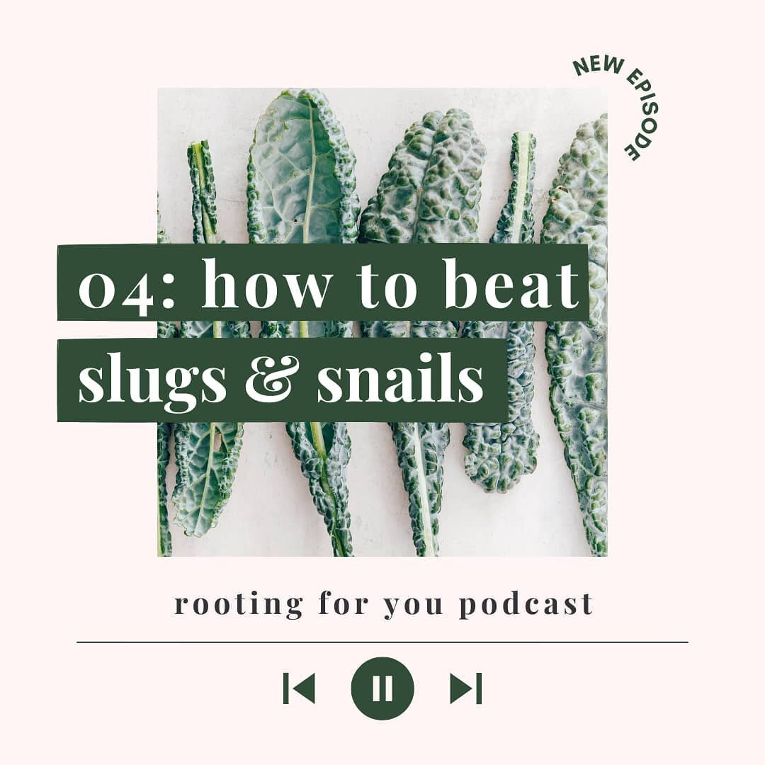 How to Beat Slugs and Snails in the Garden