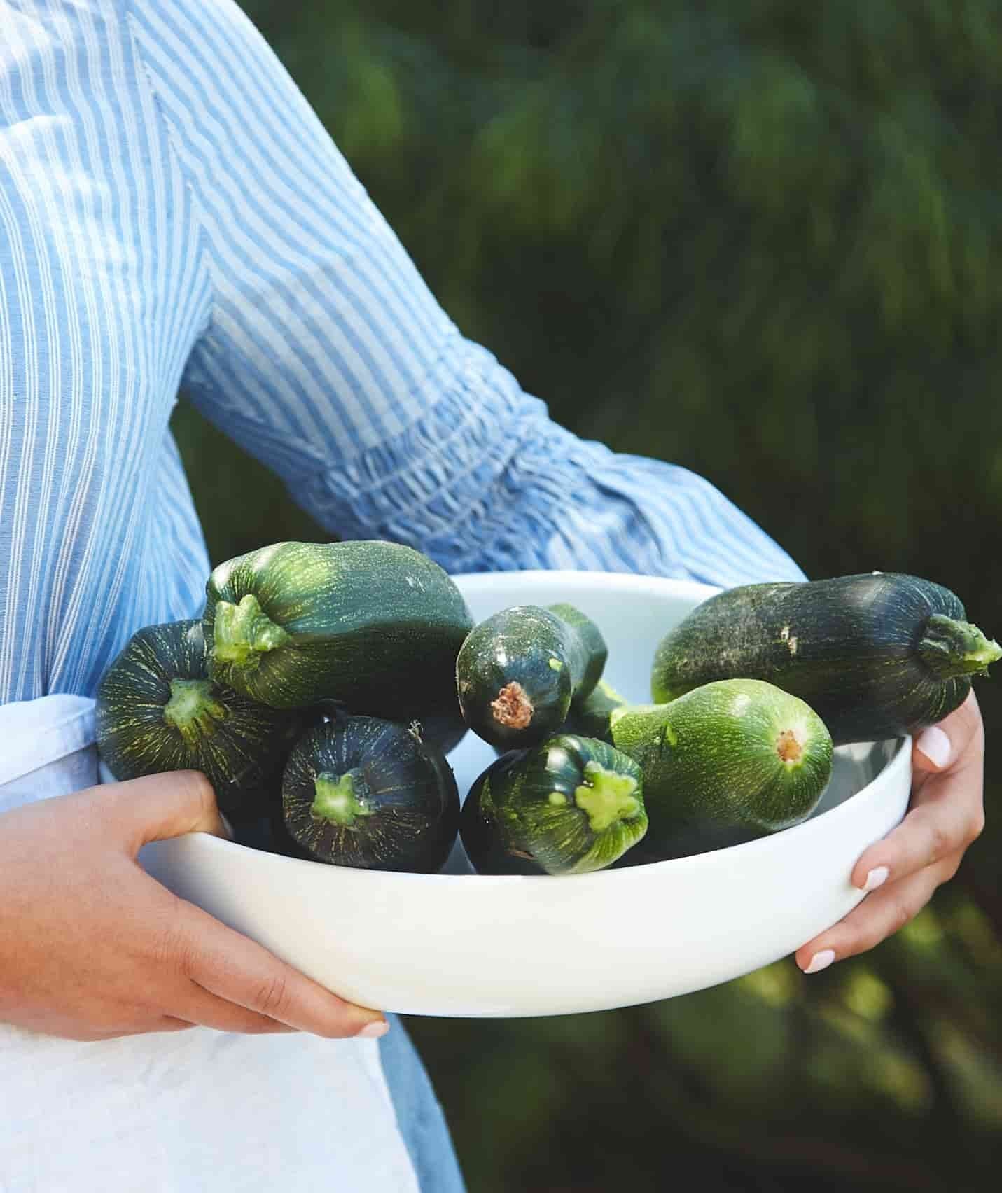 Growing Zucchini - The Beginners Guide