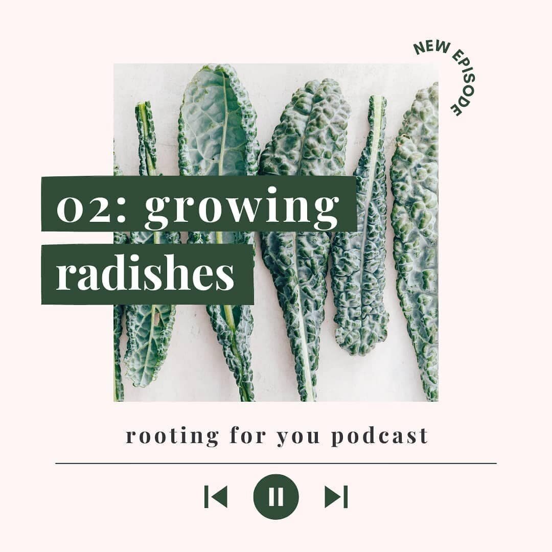Growing Radishes (One of The Best Beginner Crops)