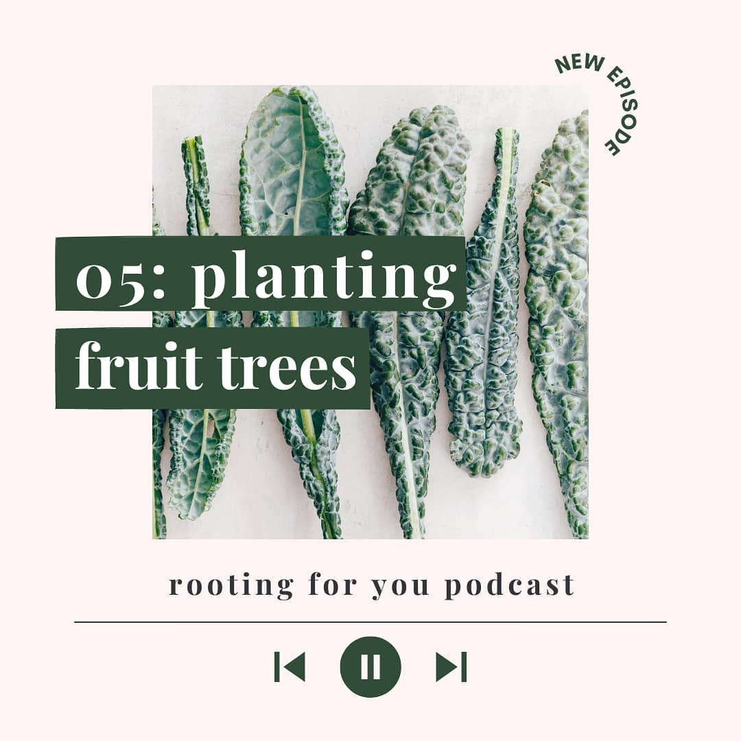 Planting Fruit Trees in Winter - Beginner's Guide