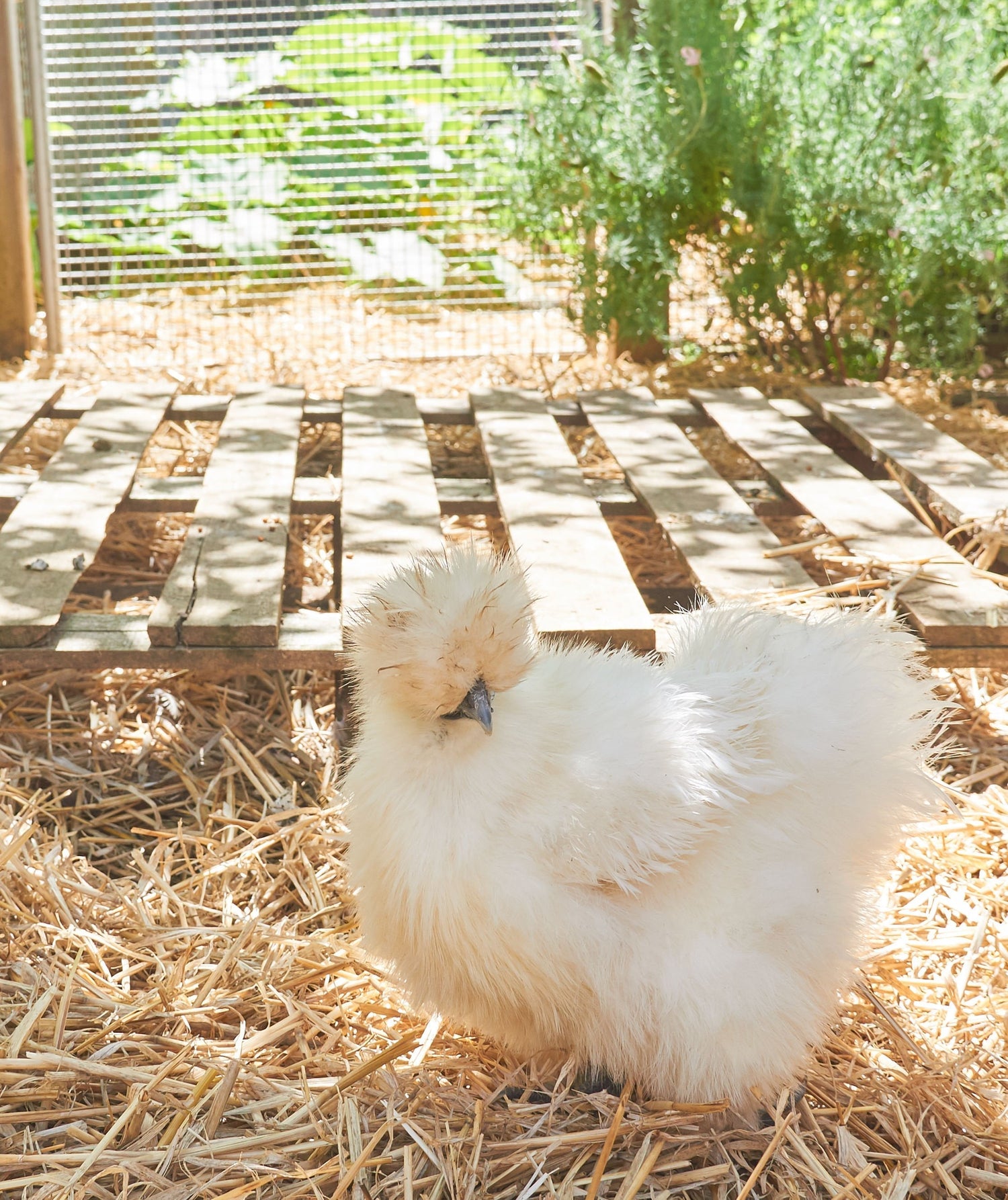 A Guide when Buying Free-Range Eggs