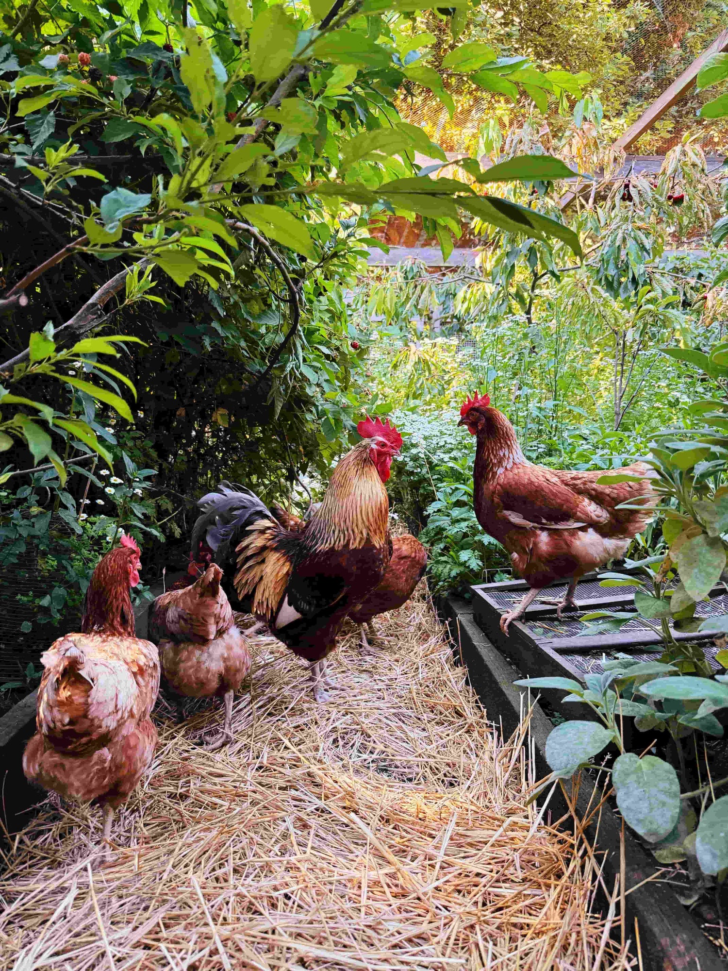 What Came First: the Chicken or the Plants?!