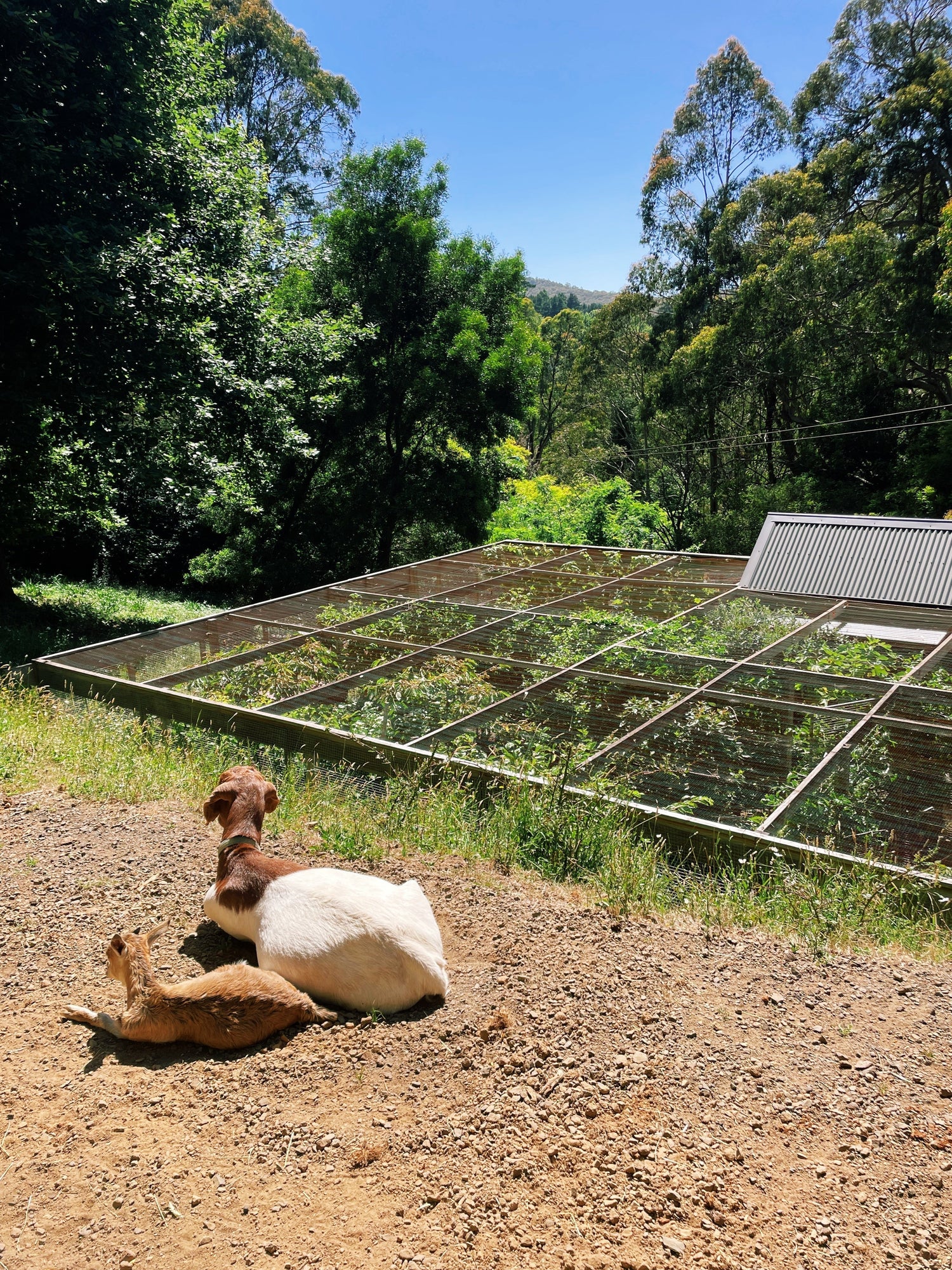 2025 Ultimate Chicken Coop Tour + New Upgrades | Integrated Chicken Coop and Veggie Garden