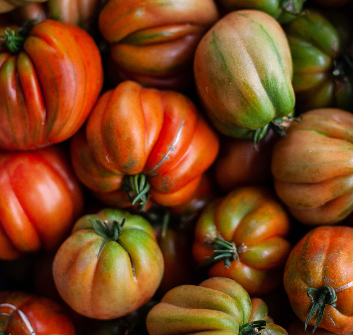 Harvesting Your Homegrown Tomatoes