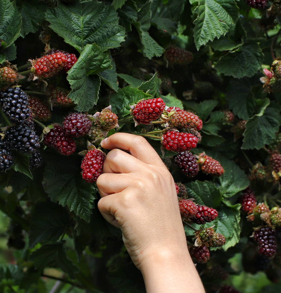 Growing Berries and Keeping Chickens - My Integrated System!