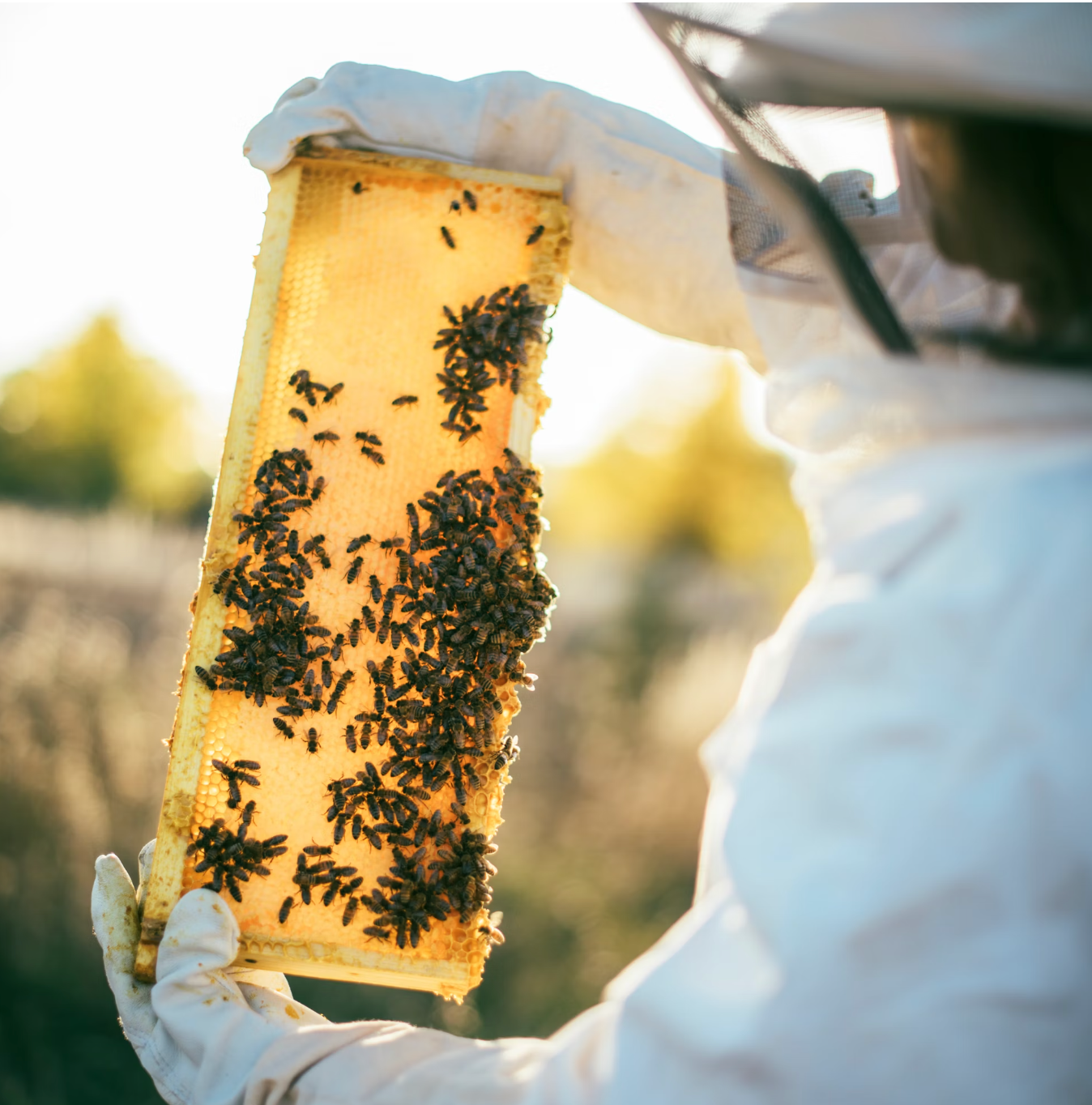 How to Harvest Honey From a Beehive!