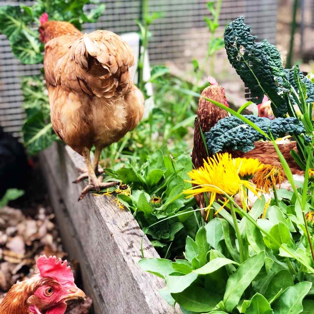 Three hens in and around a raised garden bed inside the Chicken City run, with cavolo nero kale, leafy greens and dandelions growing thickly in soil the chickens have fertilised