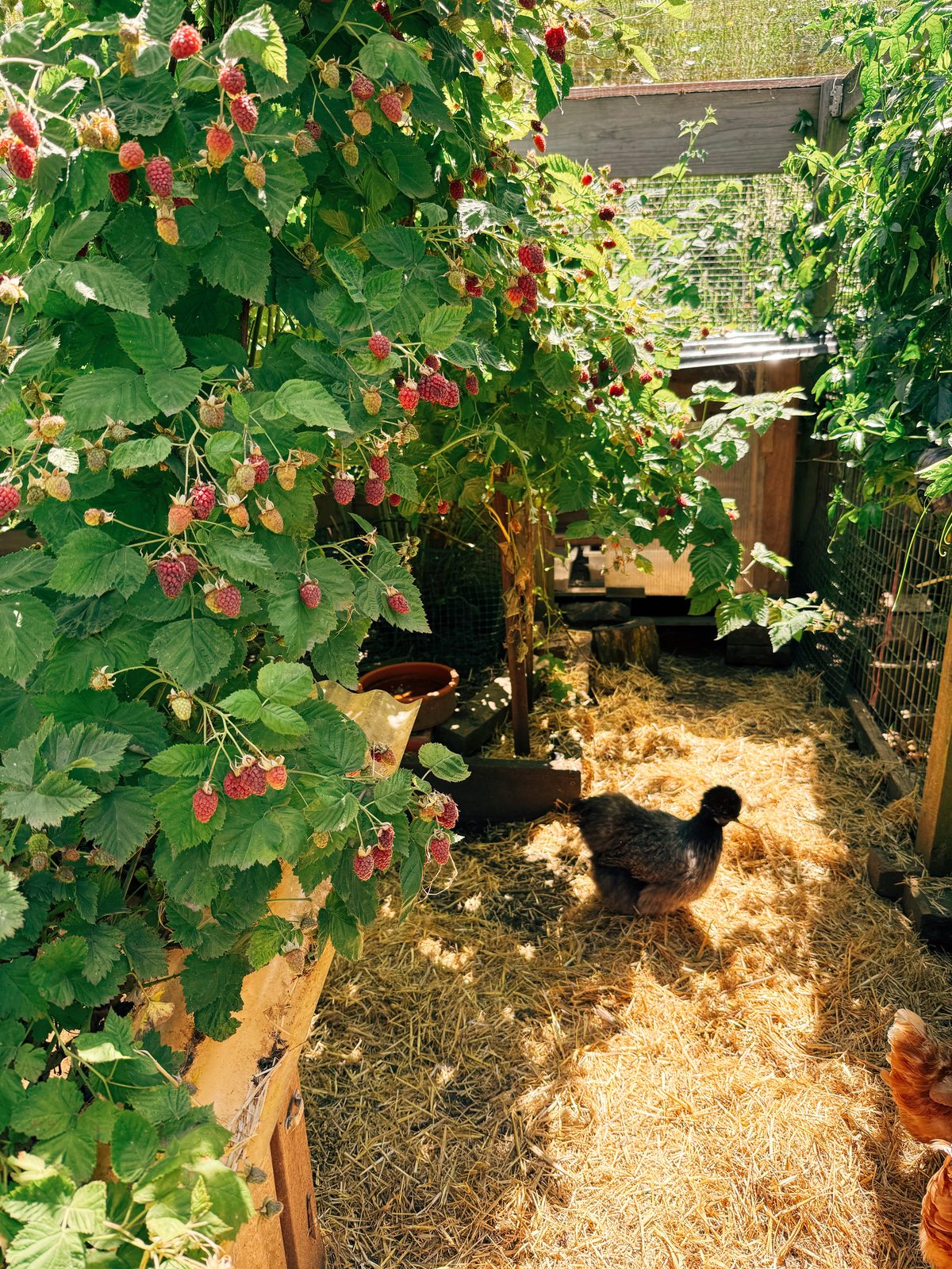 Raspberry canes heavy with ripe fruit arching over a straw covered chicken run, with a black silkie hen scratching in a patch of sunlight underneath; berries trained up out of pecking height in Chicken City
