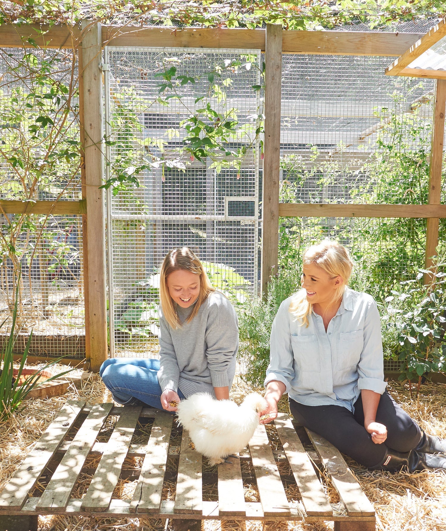 The Secret to a Smell-Free Chicken Coop (It's Easier Than You Think)