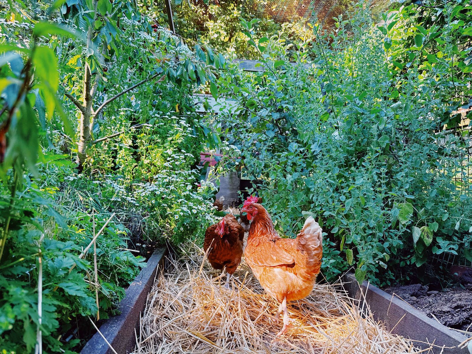 Snakes in a Chicken Coop: My Honest Answer After 12 Years