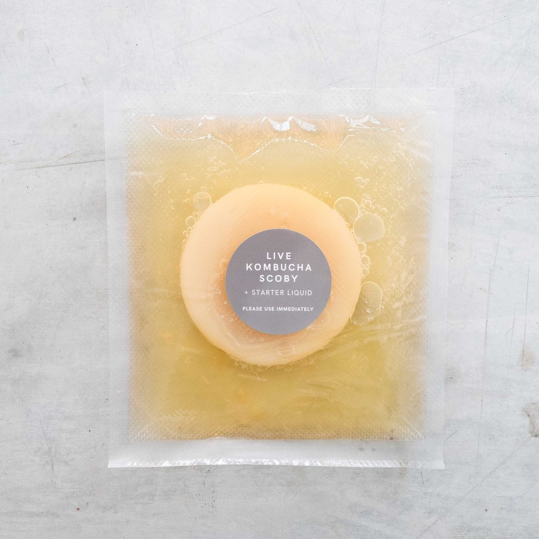 Kombucha SCOBY and starter liquid