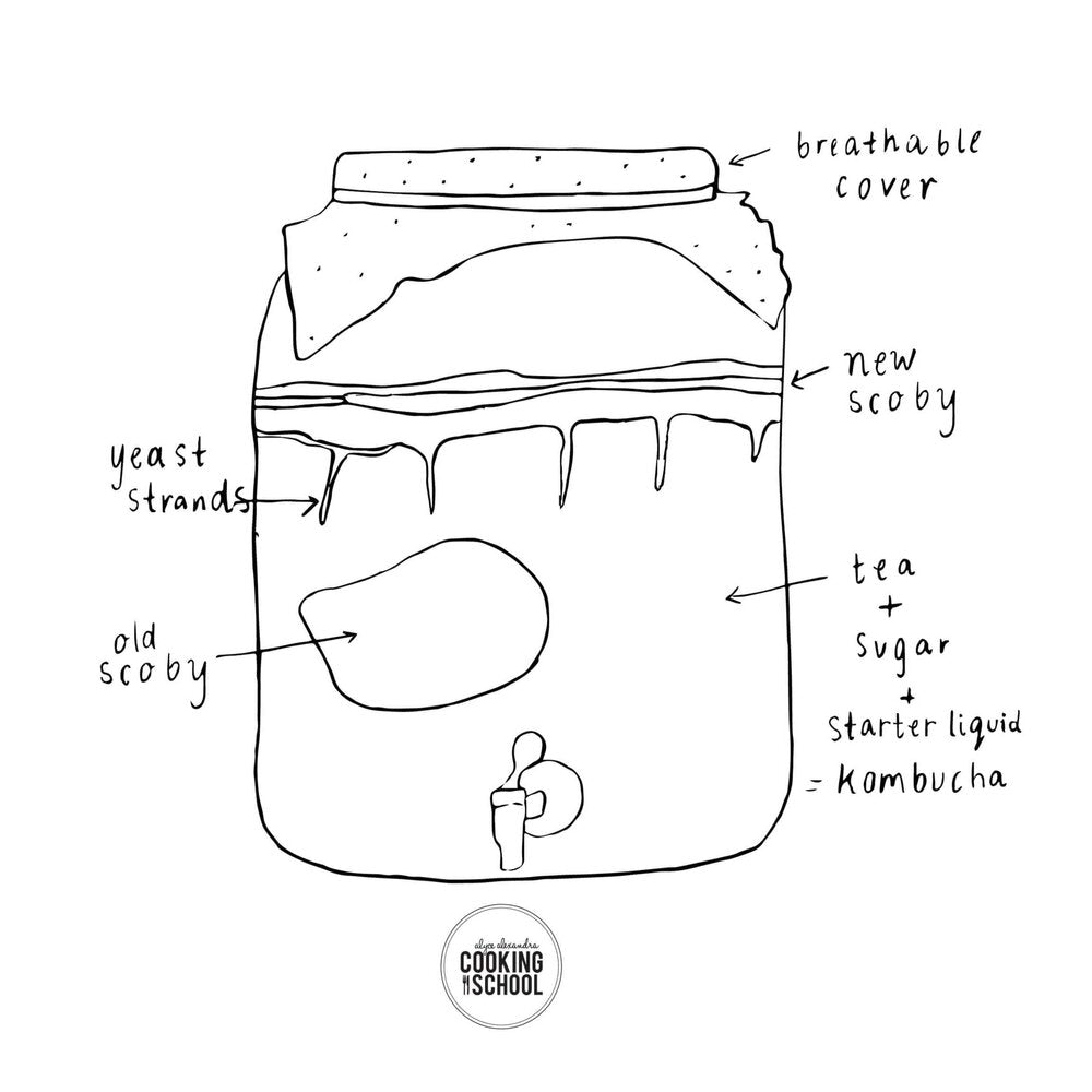 Learn Kombucha Online kombucha