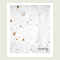 Close-up of a bubbly sourdough crumb; the flour we all love, made to look even better each day