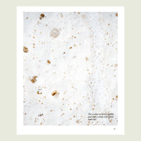 Close-up of a bubbly sourdough crumb; the flour we all love, and made to look even better each day